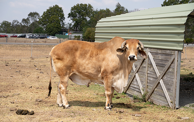 cow in sun